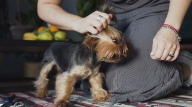 York korkunç fırça, makro. Kadın tımar köpek kapatın. Kız köpek taşımacılık ama köpek ısır onu dener.