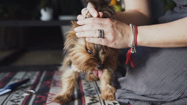 Bir close-up Yorkshire Terrier doğurmak bir güzel ve bakımlı köpek. Bir kadın bir saç modeli bir köpek için yapıyor. kavram: Evcil hayvan, sevgi ve bakım.