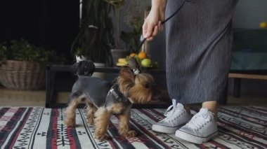 Kız beyaz kedes içinde belgili tanımlık köpek doğurmak belgili tanımlık Yorkshire korkunç okşadı ve tasma tutar. Ev ile ilgili hayvan sevgisi. yakın çekim