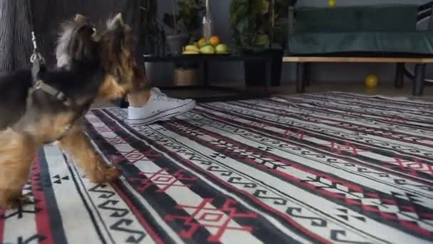 Kız köpeğini, Yorkshire Terrier doğurmak güzel bir oda arka plan üzerinde kullanıyor. Bacak beyaz spor ayakkabı içinde kapatın. Güzel bir küçük köpek tasma odasına gider. — Stok video