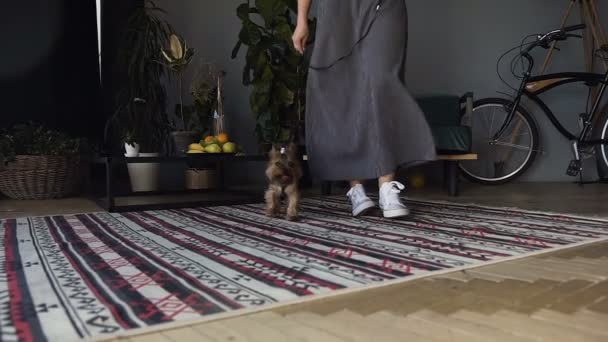 La mujer conduce a su perro, una raza de Yorkshire Terrier Cierre de piernas en zapatillas blancas. Un hermoso perrito pasa por la habitación con la correa . — Vídeos de Stock