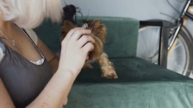 Yakın çekim sarışın kız evde bir köpek ırkı Yorkshire Terrier ile eğleniyor. Doğal ışık