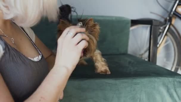 Close-up La chica rubia se divierte en casa con una raza de perros de Yorkshire terrier. Luz natural — Vídeos de Stock