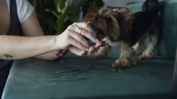 Yorkshire terrier sentado na cadeira na sala de estar é engraçado jogar com uma pequena bola. Close-up de mulheres mãos jogando um brinquedo para o cão — Vídeo de Stock