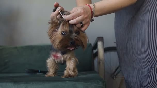 Flickan gör frisyr till den lilla hunden som sitter på soffan. Vackra Yorkshire Terrier på bakgrunden av en grå vägg. Närbild av händer tjejerna som omsluter hans hund hår. — Stockvideo