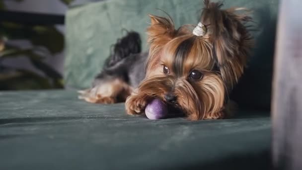 Un perro pequeño con un hermoso peinado se acuesta en una gran silla verde y juega con una pelota. Un gran plan del Yorkshire terrier . — Vídeos de Stock