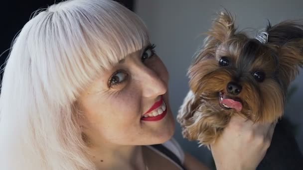 Een vrouw houdt een mooie hond op haar handen en ze allebei kijken naar de camera. Portret van een close-up blonde spelen met een hond de Yorkshire Terriër. Portret van een kleine en goed onderhouden huisdier. — Stockvideo