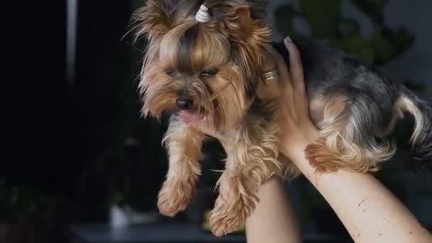 Zbliżenie na zabawny piesek z piękną fryzurą, która wygląda do aparatu. Szczęśliwa dziewczyna trzyma i patrzy na jej ulubiony pies Yorkshire Terrier. — Wideo stockowe