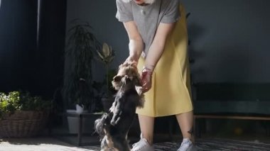 Mutlu kız onun köpek ırkları Yorkshire Terrier ile oynarken bir sarı etek giymiş. Bir kadın gülümsüyor ve için a küçük köpek evde küçük bir top atar.