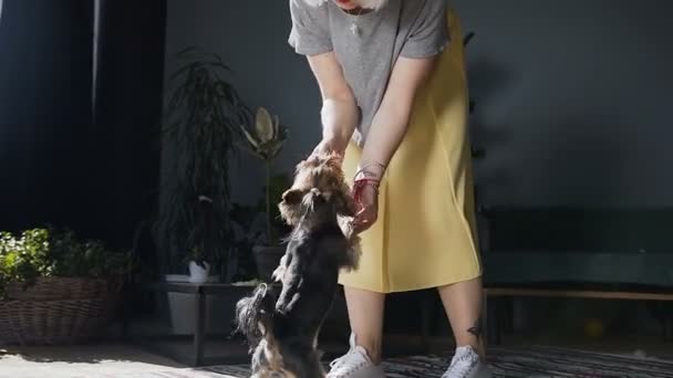 La chica feliz está vestida con una falda amarilla, jugando con sus razas de perros Yorkshire Terrier. Una mujer sonríe y lanza una pequeña pelota a casa para un perro pequeño . — Vídeos de Stock