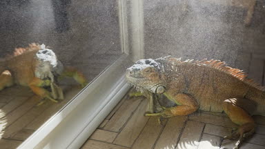 Büyük Iguana kertenkele aynaya bakıp yeşil yere oturmak oldu. Güneş ışığı arka plan üzerinde su damlacıkları sürüngen üzerinde düşüş