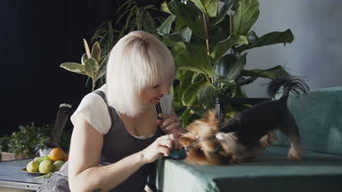 Sarışın kadın ile yorkshire terrier köpek sumeer giymiş. Kız yere oturur ve eğlenceli köpek topla oynar.