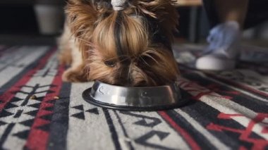 Yakın çekim özel köpek maması gümüş bir tepside dökülür. Onun tabaktan yemek a Yorkshire korkunç küçük bir köpektir.