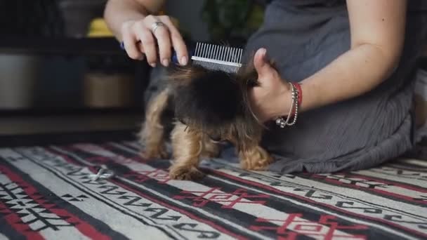 Szczegół kobieta rozczesać szczotkowanego pies rasy yorkshire terrier i plaire włosy. — Wideo stockowe