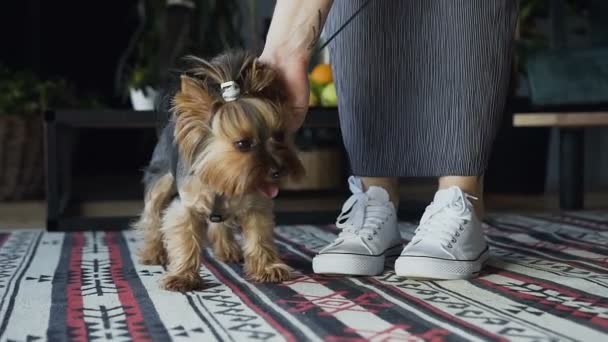 Close-up of a small and very beautiful dog on the background of a home interior. A woman stroking her dog. Natural light. — Stock Video