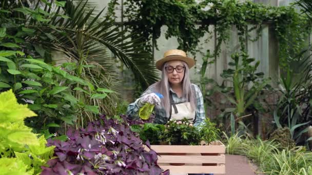 매력적 인 백발의 중년 여성 이 짚 모자를 쓰고 일하며 온실에서 일하는 동안 식물에 뿌리는 나뭇잎을 입고 있습니다. — 비디오