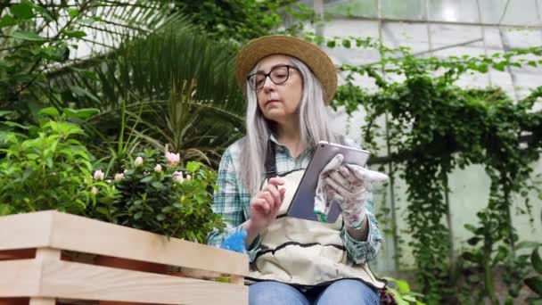 Retrato de una mujer de pelo gris enfocada bastante madura que se sienta cerca de la caja con macetas y usa i-pad en el invernadero — Vídeos de Stock