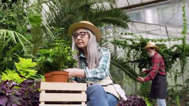 Vorderansicht von zielstrebig attraktiven reifen grauhaarigen Mann und Frau, die in der Orangerie zusammenarbeiten — Stockvideo