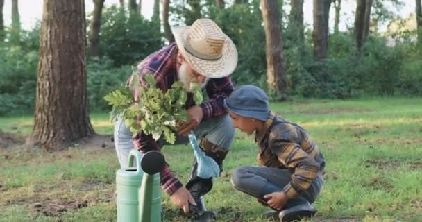 Härligt leende liten pojke i hatt attfullt titta på hur hans attraktiva skäggiga farfar-pensionär gräva ett hål med spade att plantera plantera planta i parken — Stockvideo