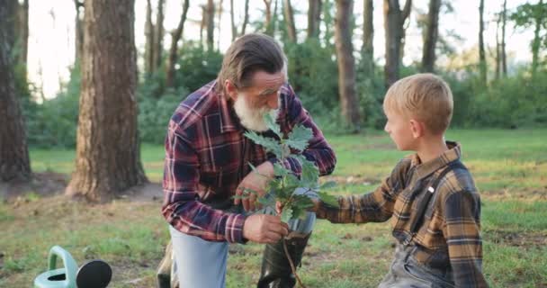 Close up of good-looking experienced bearded old granddad which helping to plant oak seedling into hole to his interested light-haired 10-aged grandchild on the lawn surrounded trees and bushes — Stock Video