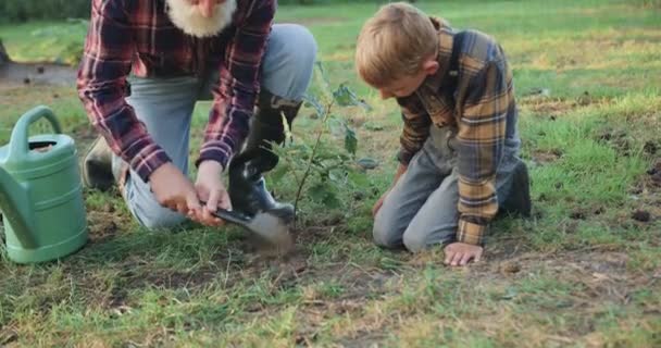 Aangename ervaren grijs-bebaarde volwassen opa planten boom zaailing in gat samen met zijn geïnteresseerde kleine kleinzoon op gazon omgeven bomen en struiken — Stockvideo