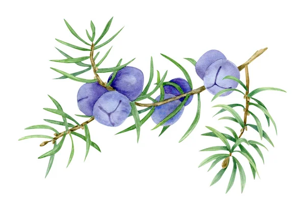Ilustrasi dari juniper berry di cabang — Stok Foto