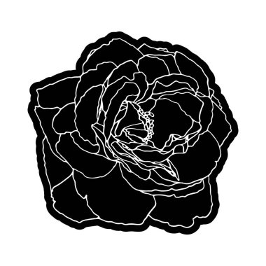 Gül el çizimi çizimi. Çiçek çizim vektörü. Çiçek açan detaycı çiçek. Beyaz arka planda altın bir siluet. Stock line vektör illüstrasyon botanik çiçekleri. Özet çizimi.