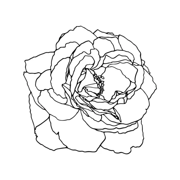 Ros Handritad Illustration Blomsterritningsvektor Blommande Detaljerad Blomma Silhuett Vit Bakgrund — Stock vektor