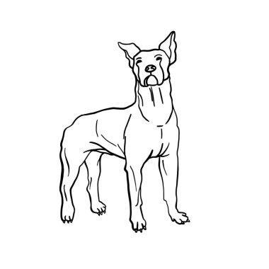 Köpek vektör çizimi. İzole edilmiş köpek silueti. İşlemeli stil. Tebrik kartı, arkaplan, yalan makinesi, dekor tasarımı için elementler. Yazdırma, paketleme, kitapçık veya poster tasarımı için tasarlanmış siluet. 