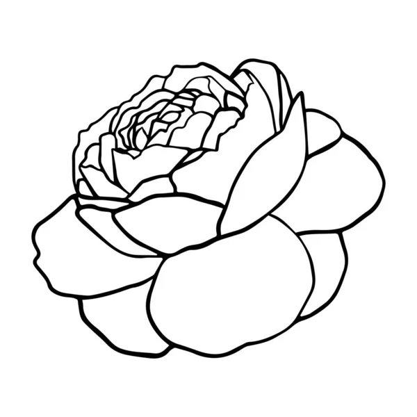 Blomma Camellia Bläck Ritning Blommig Bakgrund Handritad Botanisk Illustration — Stock vektor