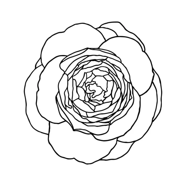 Blomma Camellia Bläck Ritning Blommig Bakgrund Handritad Botanisk Illustration — Stock vektor