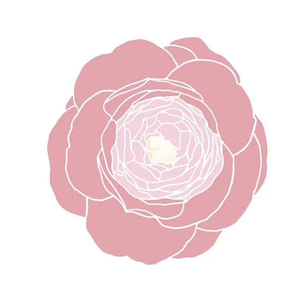 Flower Camellia Ink Drawing Floral Background Hand Drawn Botanical Illustration — Stock Vector
