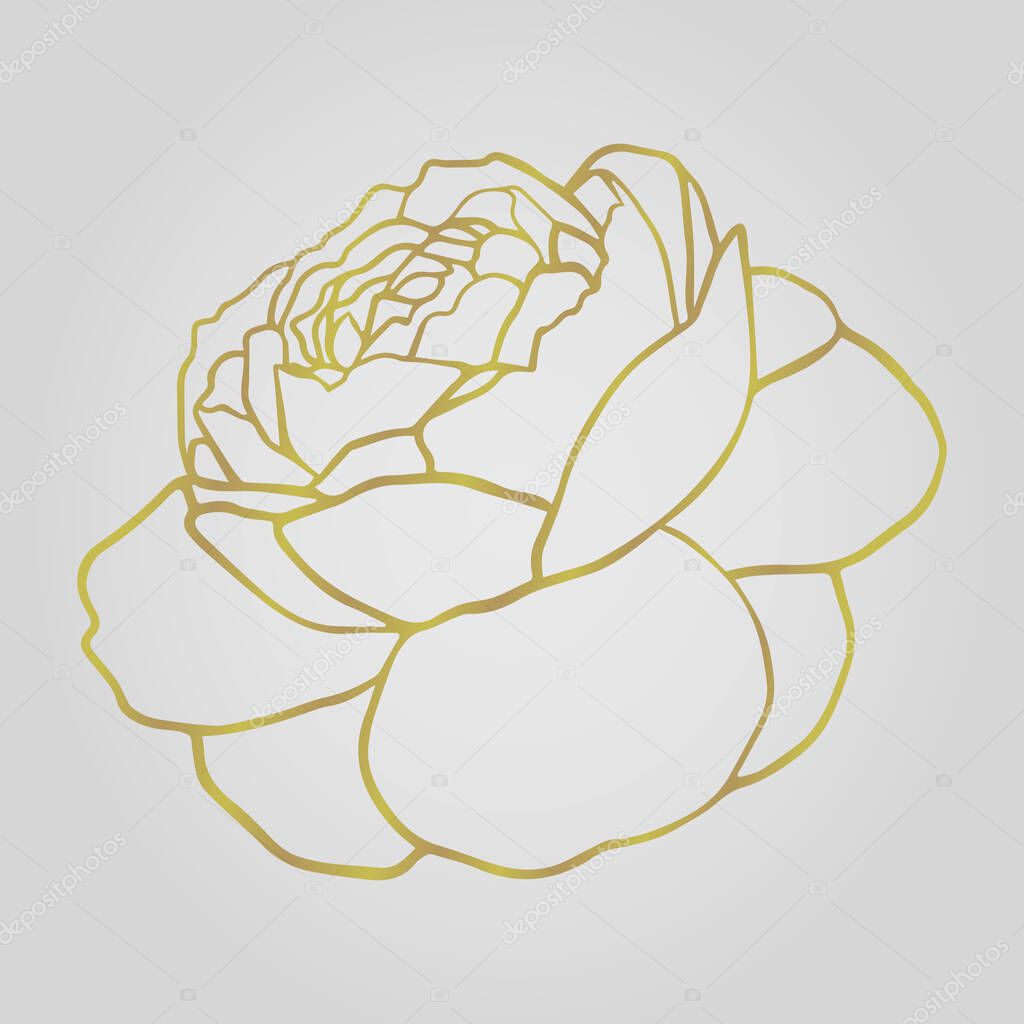 Flower camellia ink drawing. Floral background. Hand drawn  botanical illustration.