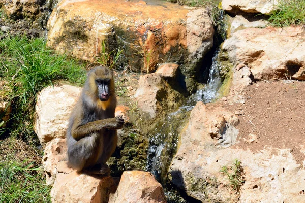 The Mandrill sitting on a stone by the stream in Biblical Zoo in Jerusalem, Israel