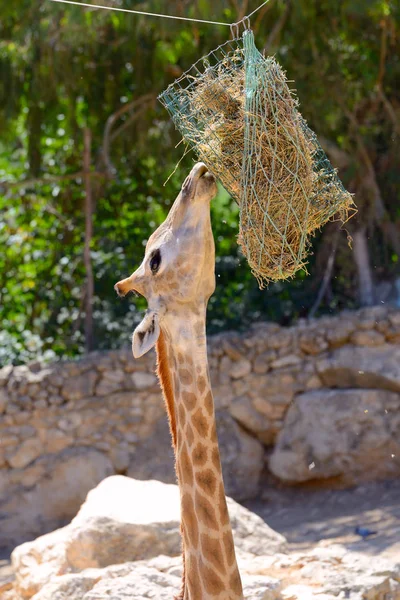 Giraffe eats in a Jerusalem Biblical Zoo, Israel.