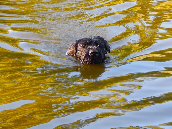 Чорний Собака Плаває Річці Сонячне Літо — стокове фото