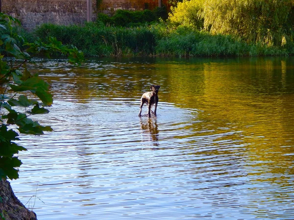 Cane Nero Che Nuota Nel Fiume Nella Soleggiata Estate — Foto Stock