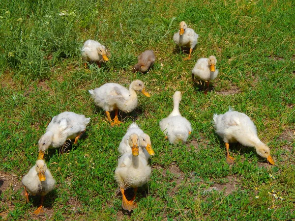 Anatra Pascolo Prato Erba Verde Uno Stormo Anatre — Foto Stock