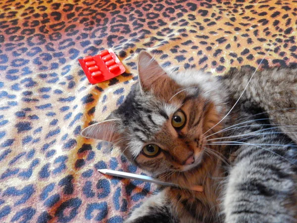 kedi kalem ve hapları yatağın üzerinde oynanır,