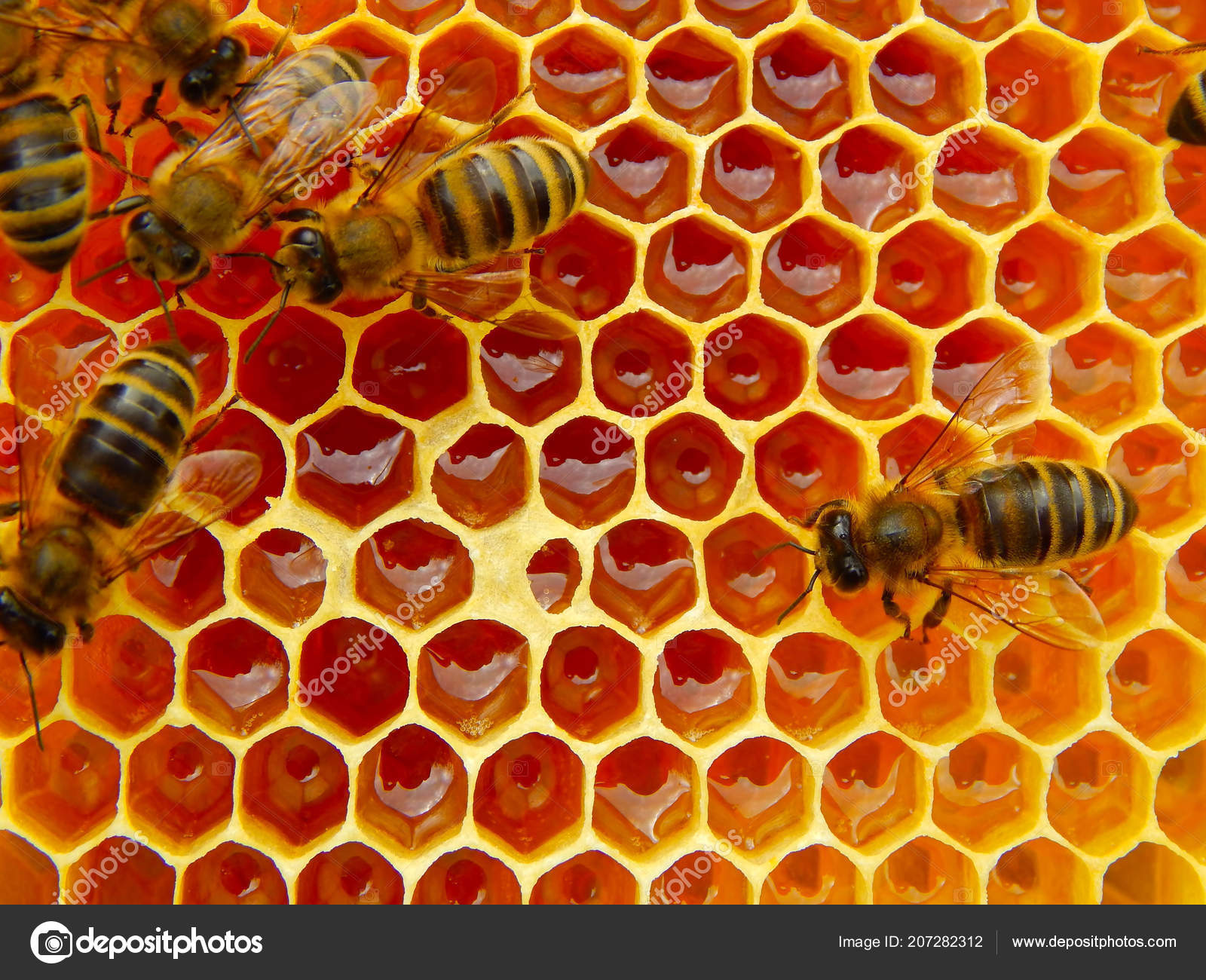 seasum honeycomb