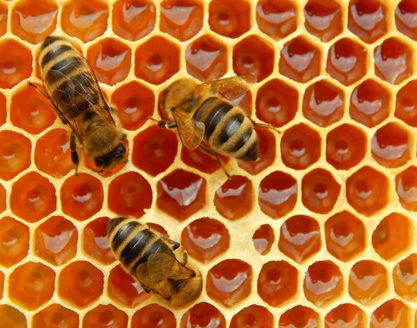 Bee Honeycombs Honey Slices Nectar Cells — Stock Photo, Image