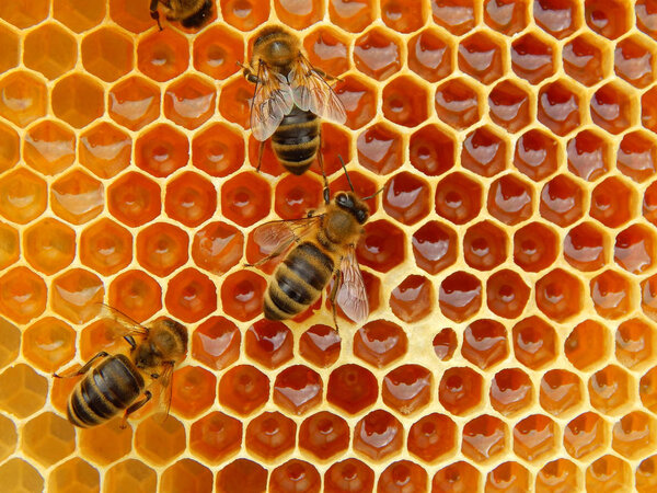 bee on honeycombs with honey slices nectar into cells.
