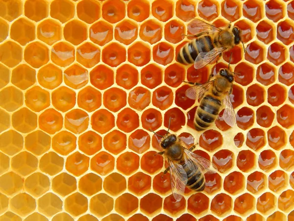 Bee Honingraten Met Honing Segmenten Nectar Cellen — Stockfoto