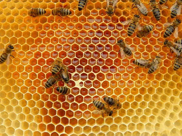 Abeja Panales Con Néctar Rodajas Miel Celdas — Foto de Stock