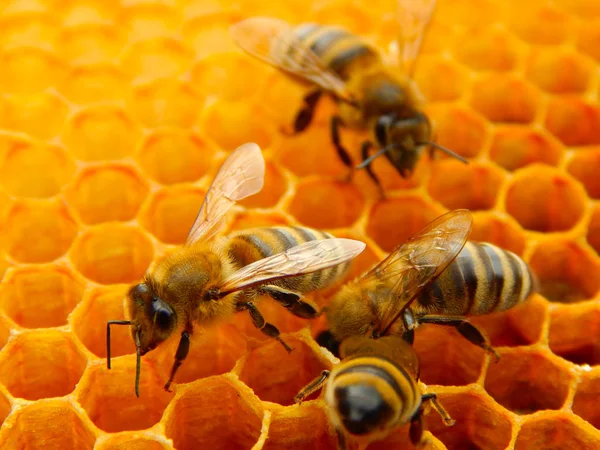 Bee Honingraten Met Honing Segmenten Nectar Cellen — Stockfoto