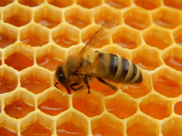 Abeja Panales Con Néctar Rodajas Miel Celdas — Foto de Stock