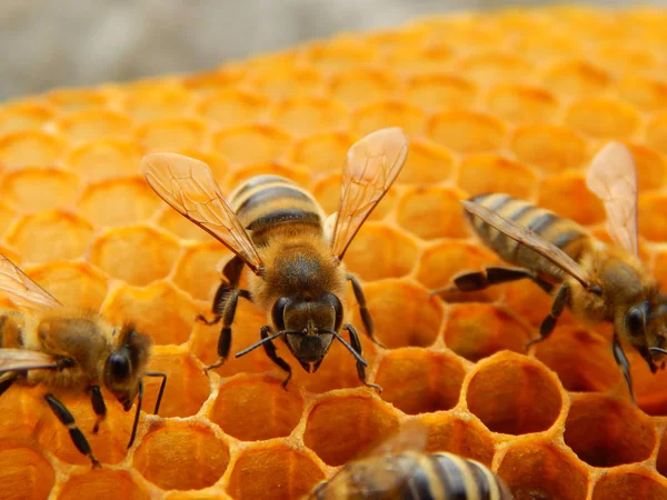 Bee Honingraten Met Honing Segmenten Nectar Cellen — Stockfoto