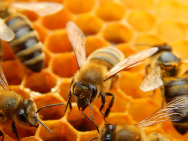 Bee Honingraten Met Honing Segmenten Nectar Cellen — Stockfoto