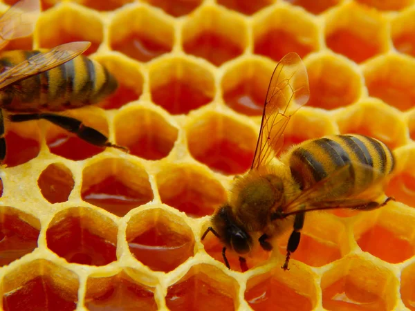 Μελισσών Στις Κηρήθρες Μέλι Νέκταρ Φέτες Κελιά — Φωτογραφία Αρχείου