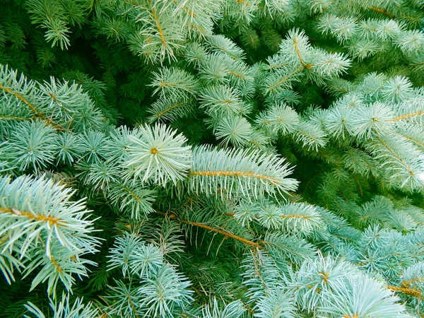Christmas Tree Branch Groen Kerstmis Achtergrond Stekelige Naalden — Stockfoto